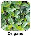 Origano